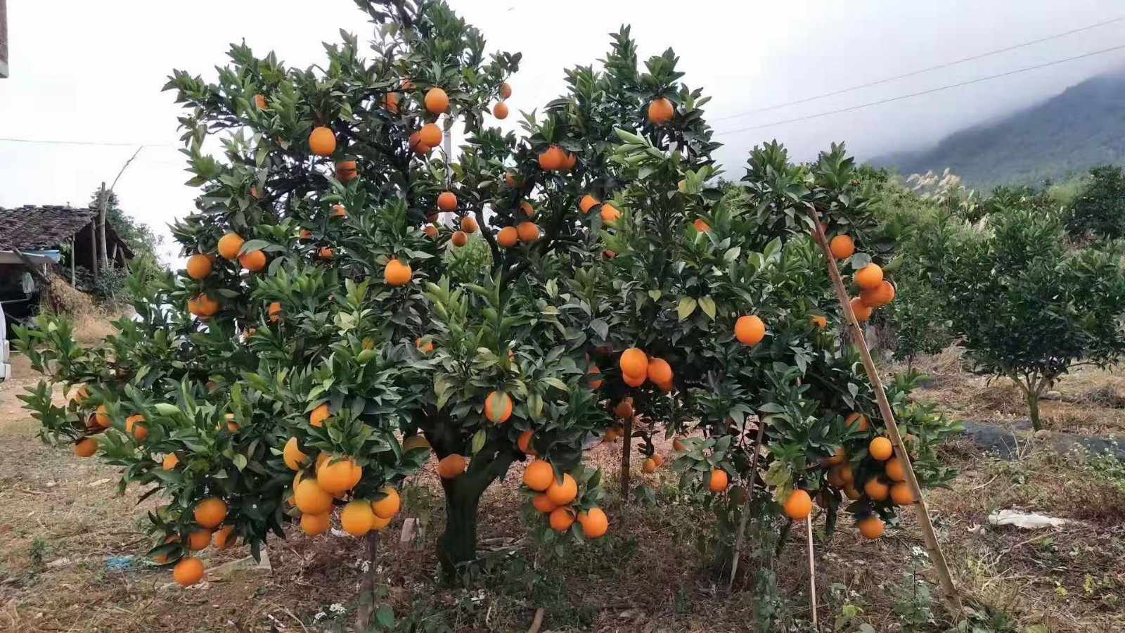 微信圖片_20201209090729.jpg 微(wēi)信圖片_20201209090729.jpg